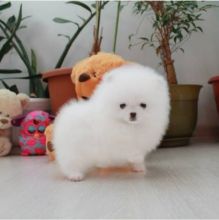 Beautiful Pomeranian puppies Available