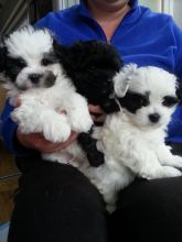 Beautiful Maltipoo puppies Available