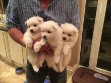 Purebred Japanese Spitz Puppies Available