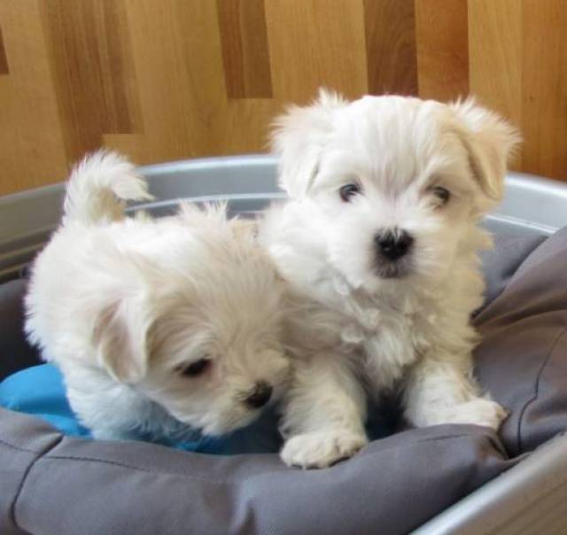 Adorable Male & Female Maltese Puppies For Adoption Email address(lucassmoonray23@gmail.com) Image eClassifieds4u
