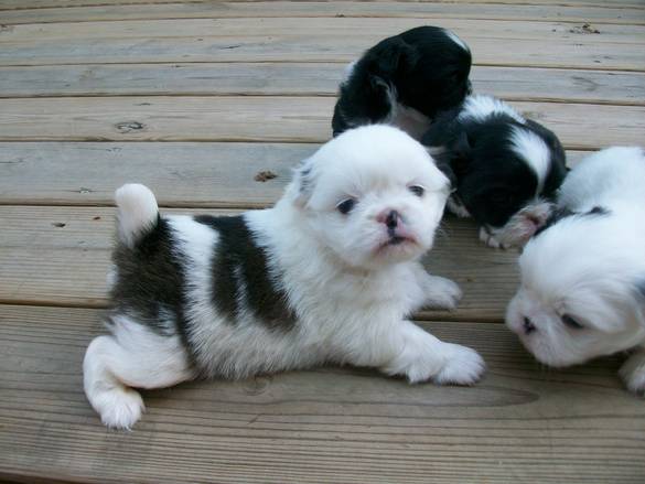 Cute Pekingese Puppies Available, Image eClassifieds4u