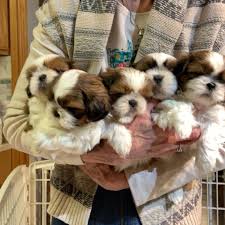 Cute Shih Tzu Puppies Ready Shih tzu puppies for rehoming Image eClassifieds4u