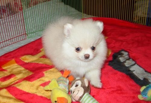 (FREE)Teacup Pomeranian Puppies for Adoption into Good homes Only (559) 425-6473 Image eClassifieds4u