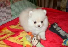 (FREE)Teacup Pomeranian Puppies for Adoption into Good homes Only (559) 425-6473