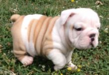 12 Weeks old English Bulldog Puppy (559) 425-6473