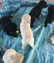 Accommodating Goldendoodle puppies ready