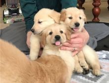 Awesome Golden Retriever Puppies Available ,