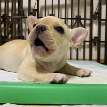 French Bulldog Stud CKC..(559) 425-6473