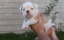 Gorgeous English Bulldog puppies available(559) 425-6473