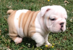 12 Weeks old English Bulldog Puppy (559) 425-6473 Image eClassifieds4u
