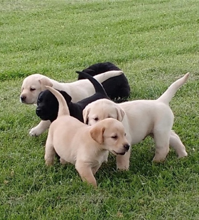 Cute Labrador Retriever Puppies Available, Image eClassifieds4u