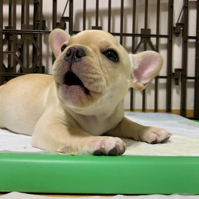 French Bulldog Stud CKC..(559) 425-6473 Image eClassifieds4u