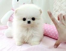 Cute Male and Female Pomeranian Puppies(559) 425-6473 Image eClassifieds4U