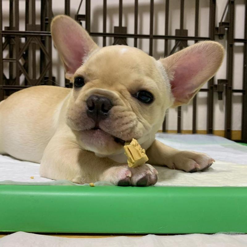 Missy English Bulddog (559) 425-6473 Image eClassifieds4u