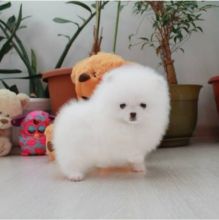 Pomeranian Puppies For Adoption (559) 425-6473 Image eClassifieds4u