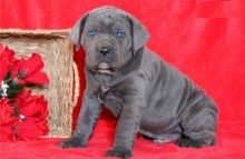 Beautiful Cane Corso puppies male and female Available