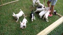 Bull terrier puppies