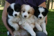 Cute Border Collie puppies ready.