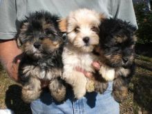 Exceptional Morkie Puppies Available !