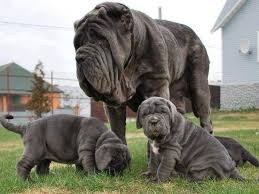 Blue Neapolitan Mastiff puppies Available Image eClassifieds4u