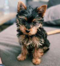 Enchanting Ckc Yorkie Puppies Available