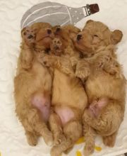 Eye Catching Ckc Toy Poodle Puppies Available