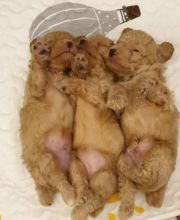 Eye Catching Ckc Toy Poodle Puppies Available