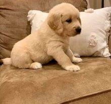 Staggering Ckc Golden Retriever Puppies Available