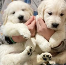 Adorable Ckc Golden Retriever Puppies Available