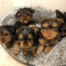 Adorable Ckc Yorkie Puppies Available