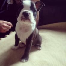 Astounding Ckc Boston Terrier Puppies Available