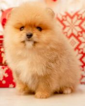 Astounding Ckc Pomeranian Puppies Available