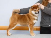 Breathtaking Ckc Shiba Inu Puppies Available
