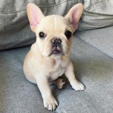 Bulldog French Bulldog