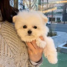 Dramatic Ckc Bichon Frise Puppies Available