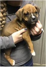 Energetic Ckc Boxer Puppies Available