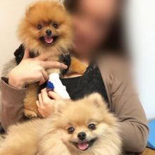 Fabulous Ckc Pomeranian Puppies Available