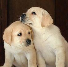 Fantastic Ckc Labrador Retriever Puppies Available