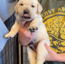 Remarkable Ckc Labrador Retriever Puppies Available