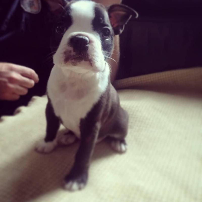 Astounding Ckc Boston Terrier Puppies Available Image eClassifieds4u