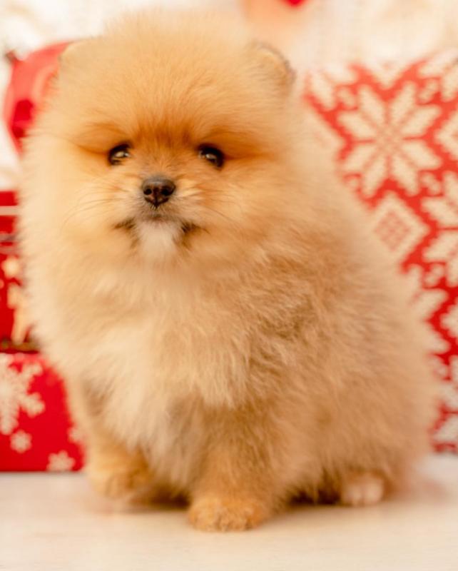 Astounding Ckc Pomeranian Puppies Available Image eClassifieds4u