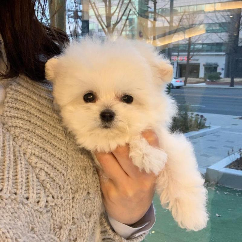 Dramatic Ckc Bichon Frise Puppies Available Image eClassifieds4u