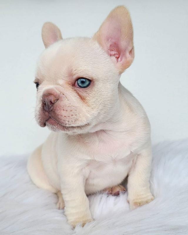 Hello frenchie lovers text me at (902) 938-1518 Image eClassifieds4u