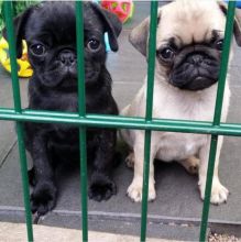 Adorable Ckc Pug Puppies Available Image eClassifieds4U