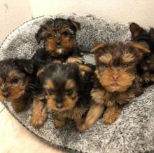 Adorable Ckc Yorkie Puppies Available Image eClassifieds4U