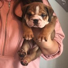 Astounding Ckc English Bulldog Puppies Image eClassifieds4U