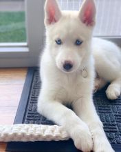 French bulldog puppies Available Image eClassifieds4u 1