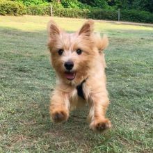 🟥🍁🟥 NORWICH TERRIER PUPPIES FOR RE-HOMING 🟥🍁🟥