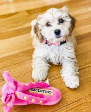 HEALTHY C.K.C MALE & FEMALE COC.KAP.OO PUPPIES FOR ADOPTION