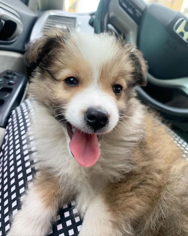 EXCEPTIONAL C.K.C SHELTIE PUPPIES FOR ADOPTION Image eClassifieds4u